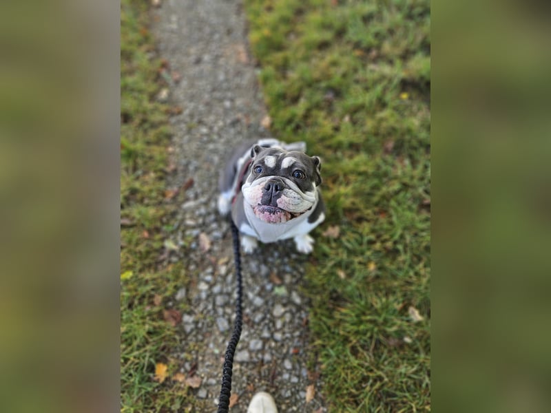 DRINGEND (Notfall) - Englische Bulldogge, Hündin, 3 Jahre