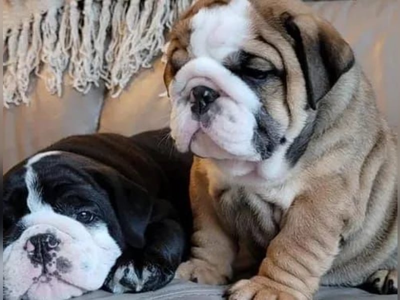 Englische Bulldogge    Hündin – geimpft, entwurmt, gechipt, mit EU-Heimtierausweis