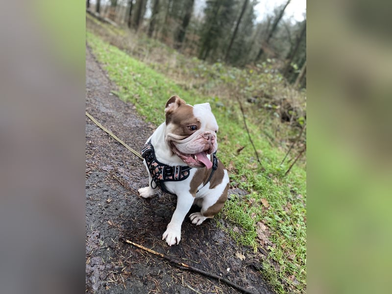 New English Bulldogge