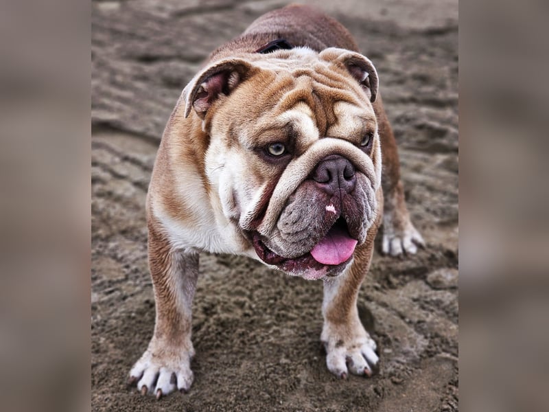 Englischer Bulldoggenrüde (Junghund) in liebevolle Hände abzugeben