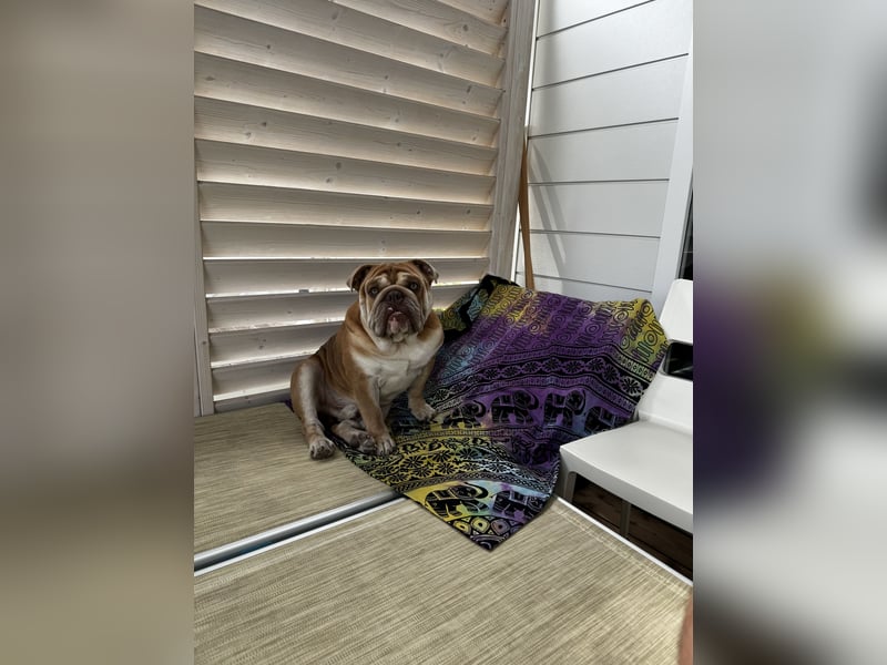 Englischer Bulldoggenrüde (Junghund) in liebevolle Hände abzugeben