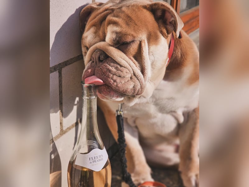 Englischer Bulldoggenrüde (Junghund) in liebevolle Hände abzugeben