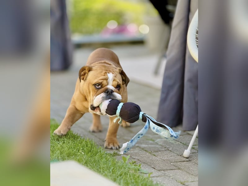 Liebevoller Englischer Bulldoggenrüde (1,5 Jahre) sucht ein neues Zuhause