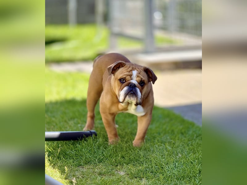 Liebevoller Englischer Bulldoggenrüde (1,5 Jahre) sucht ein neues Zuhause