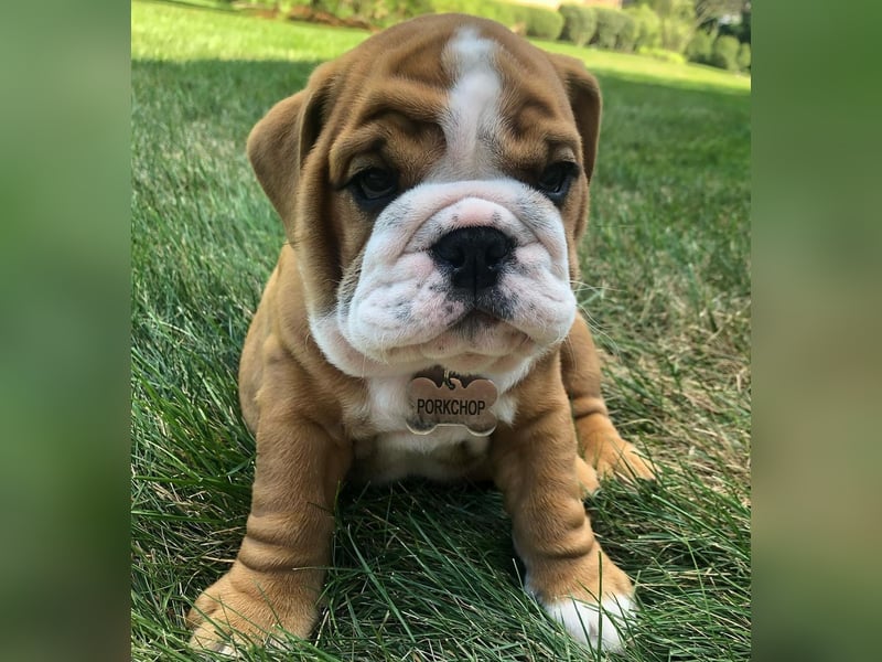 Englische Bulldogge Hündin – geimpft, entwurmt, gechipt, mit EU-Heimtierausweis