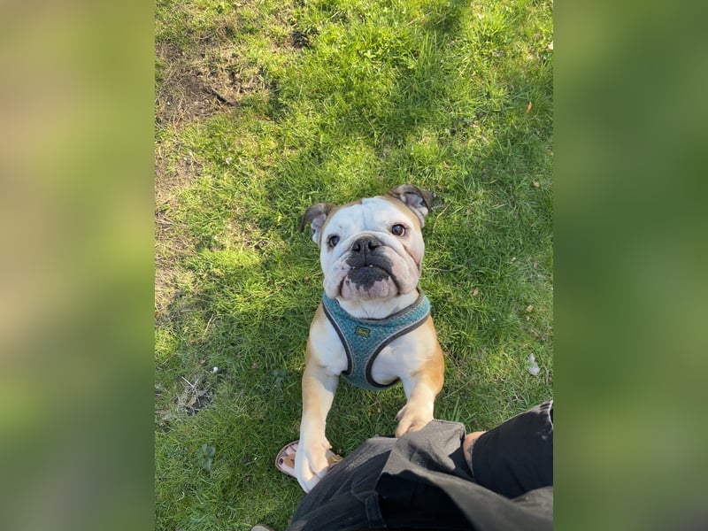 Herzhund sucht Herzmensch