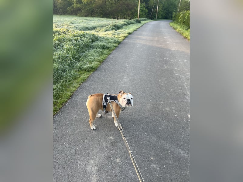 Herzhund sucht Herzmensch