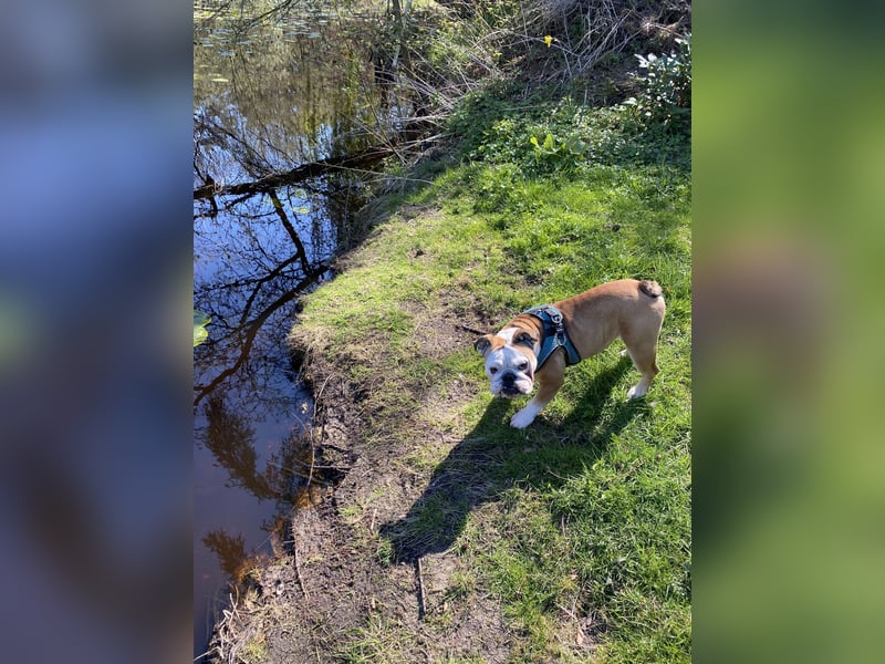 Herzhund sucht Herzmensch