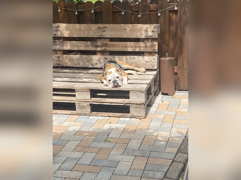 Herzhund sucht Herzmensch