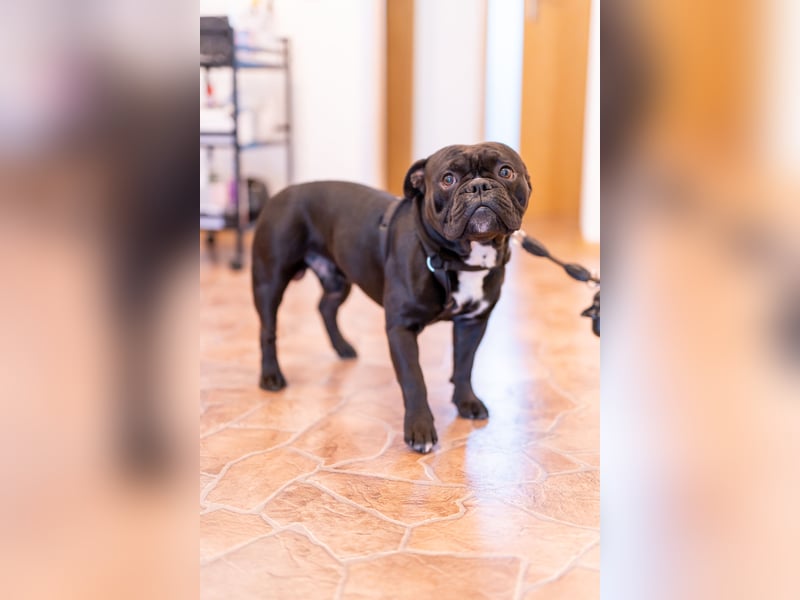 (OEB) Pablo sucht dringend ein neues Zuhause