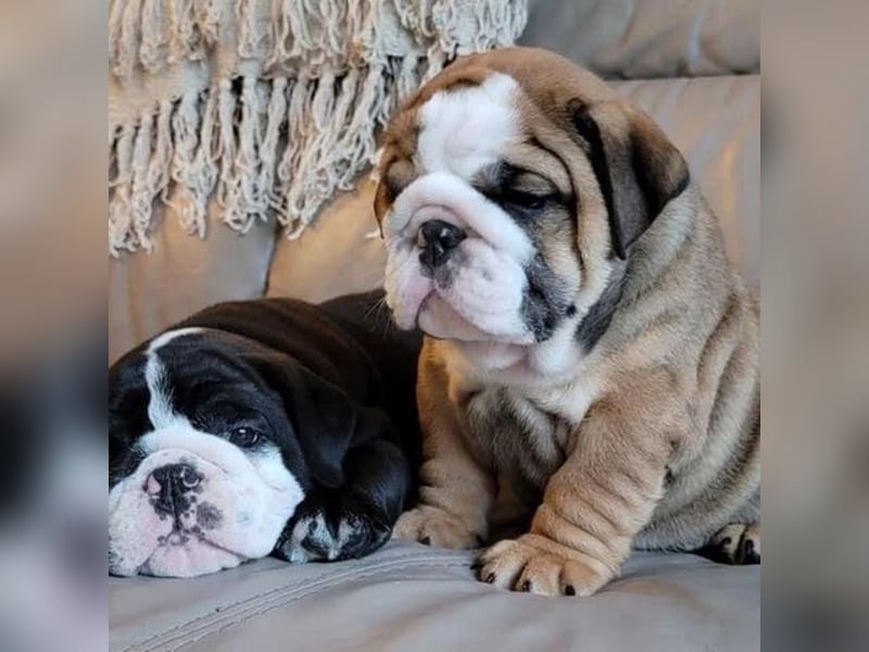 Englische Bulldogge Hündin – geimpft, entwurmt, gechipt, mit EU-Heimtierausweis