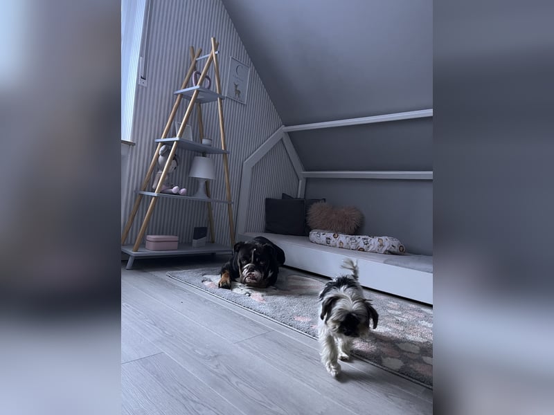New English Bulldogge Rüde 3 Jahre alt