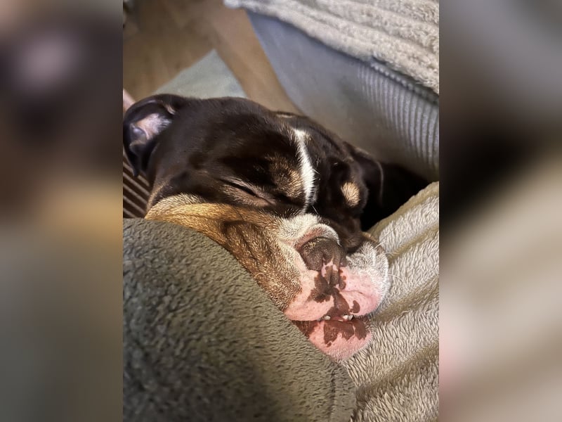 New English Bulldogge Rüde 3 Jahre alt