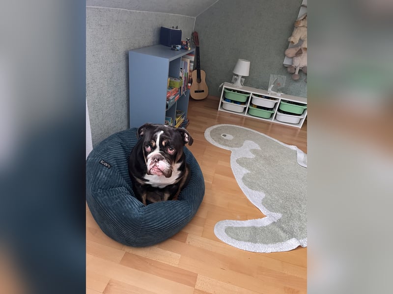 New English Bulldogge Rüde 3 Jahre alt