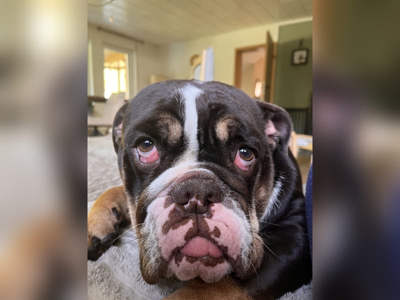 New English Bulldogge Rüde 3 Jahre alt