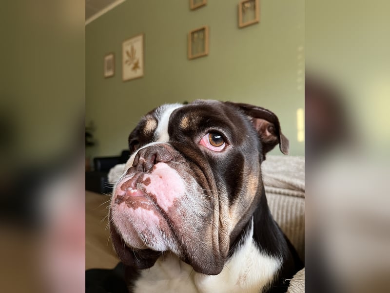 New English Bulldogge Rüde 3 Jahre alt