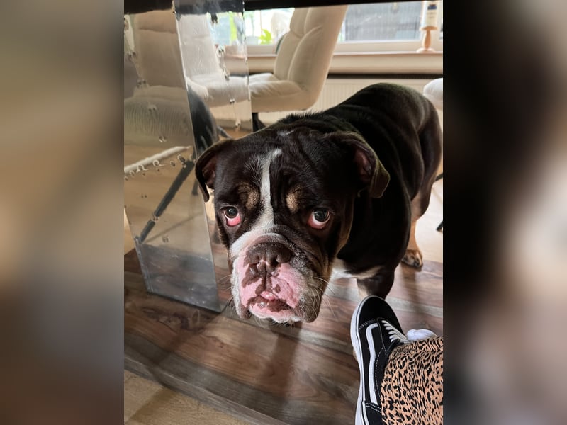 New English Bulldogge Rüde 3 Jahre alt