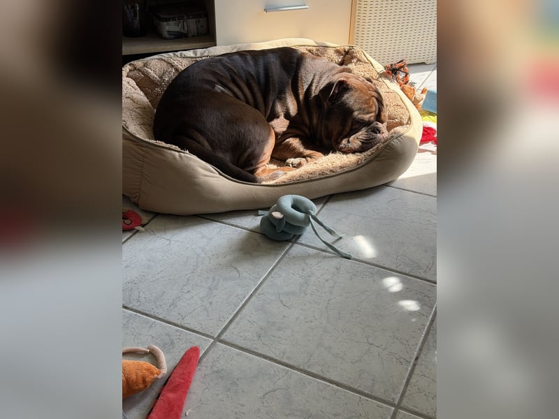 Old englisch Bulldog Rüde