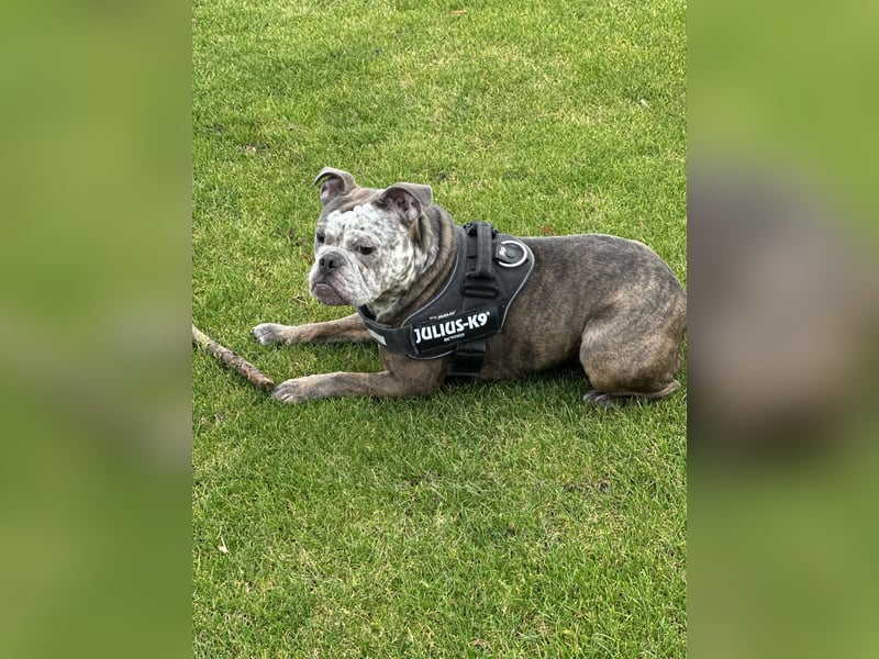 Balu  New English Bulldog Rüde (4 J.) – kinderlieb, stubenrein, alleinbleibend