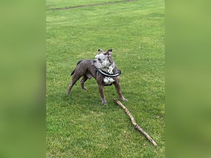 Balu  New English Bulldog Rüde (4 J.) – kinderlieb, stubenrein, alleinbleibend