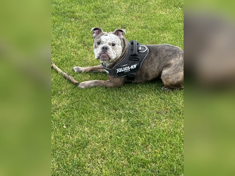 Balu  New English Bulldog Rüde (4 J.) – kinderlieb, stubenrein, alleinbleibend