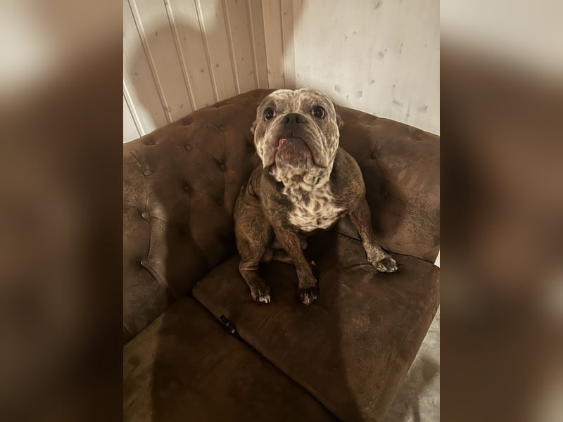 Balu  New English Bulldog Rüde (4 J.) – kinderlieb, stubenrein, alleinbleibend