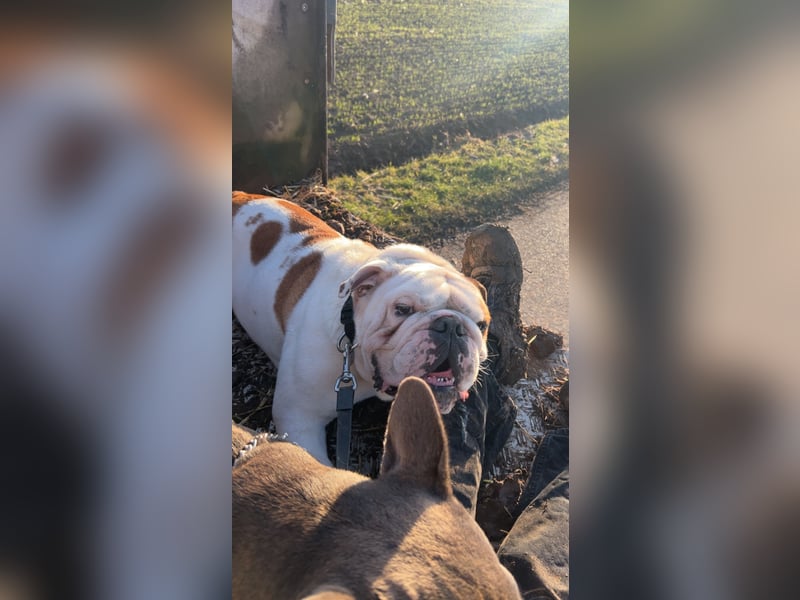 Englische Bulldogge
