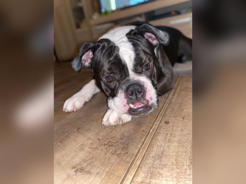Liebevolle Old Englische Bulldoggen Hündin ""Diva" sucht neues Zuhause