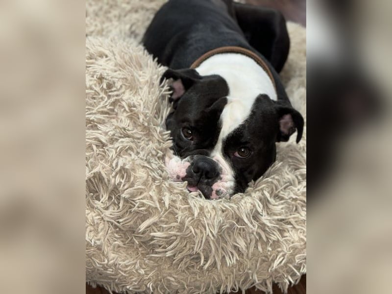 Liebevolle Old Englische Bulldoggen Hündin ""Diva" sucht neues Zuhause