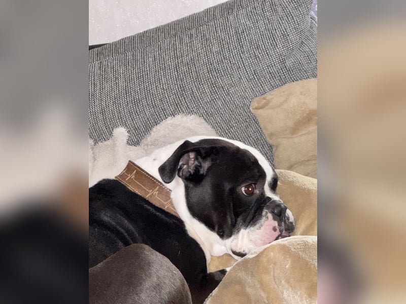 Liebevolle Old Englische Bulldoggen Hündin ""Diva" sucht neues Zuhause