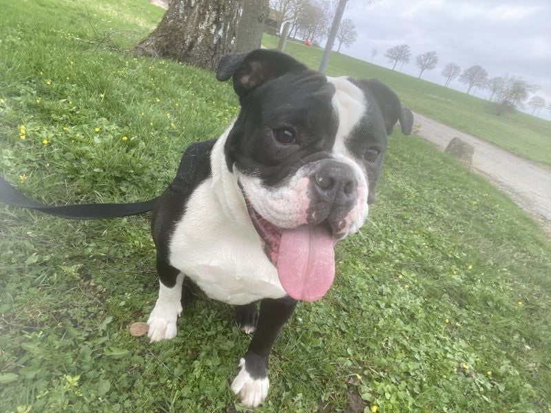 Liebevolle Old Englische Bulldoggen Hündin ""Diva" sucht neues Zuhause