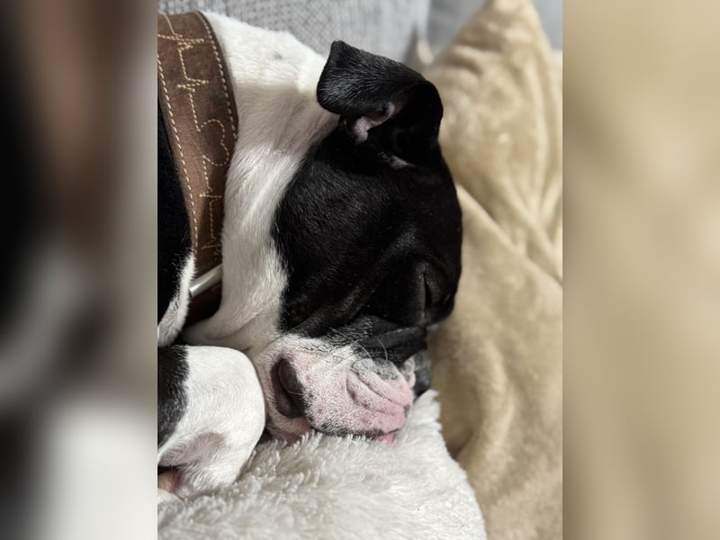Liebevolle Old Englische Bulldoggen Hündin ""Diva" sucht neues Zuhause
