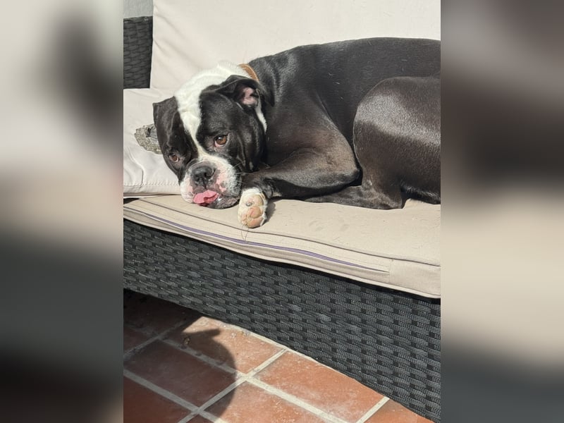 Liebevolle Old Englische Bulldoggen Hündin ""Diva" sucht neues Zuhause