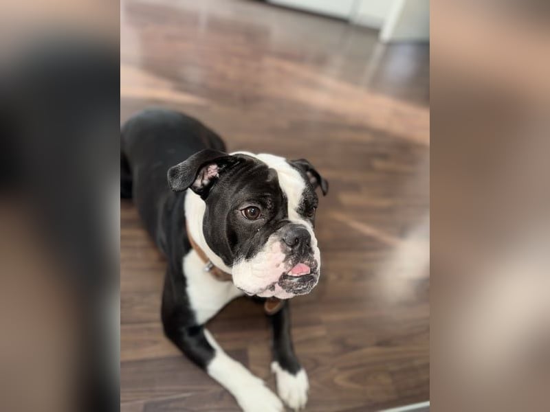 Liebevolle Old Englische Bulldoggen Hündin ""Diva" sucht neues Zuhause