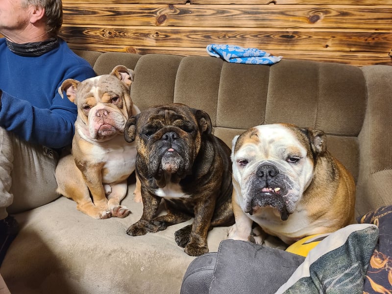 New English Bulldog Rüde Schoko Merle Tri Color