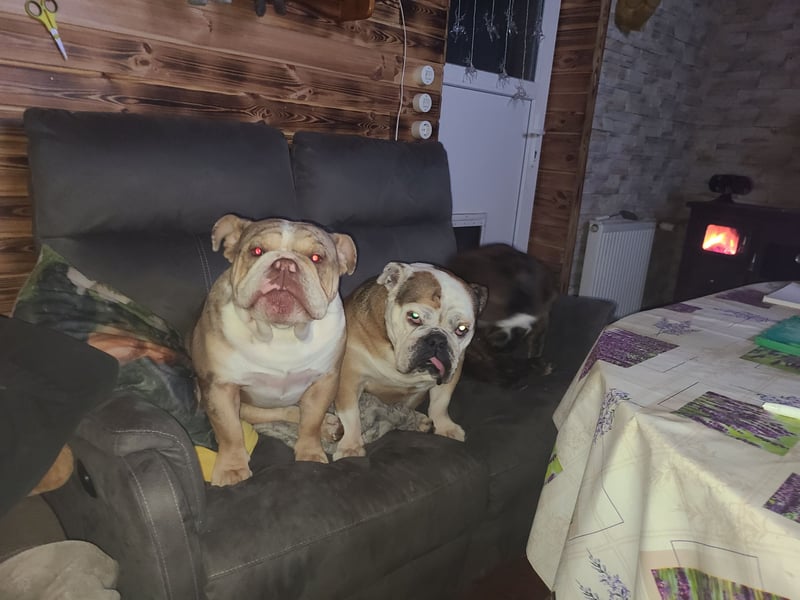 New English Bulldog Rüde Schoko Merle Tri Color