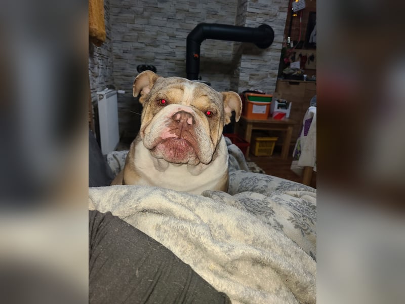 New English Bulldog Rüde Schoko Merle Tri Color