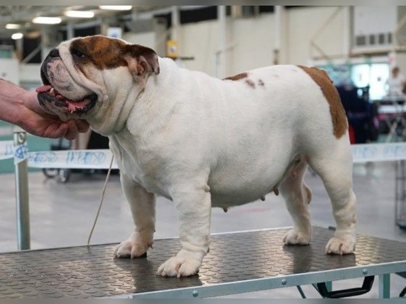 Reinrassiges, wunderschönes und süßes Englisches Bulldoggenmädchen mit FCI-Papieren