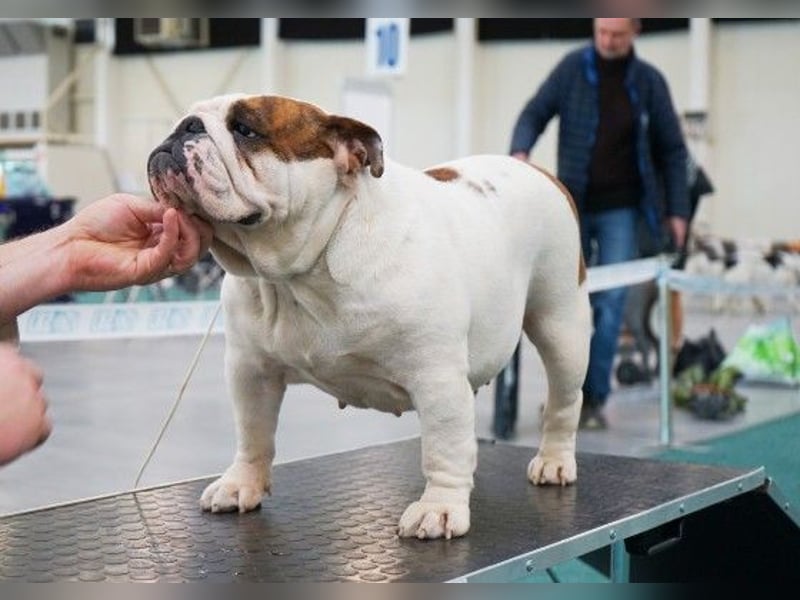 Reinrassiges, wunderschönes und süßes Englisches Bulldoggenmädchen mit FCI-Papieren