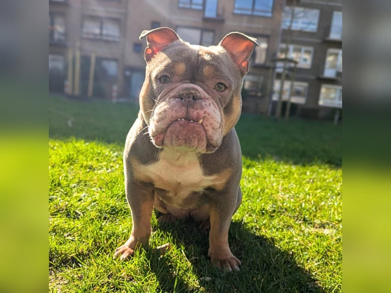 Laila - ist ein gemütlicher Hund