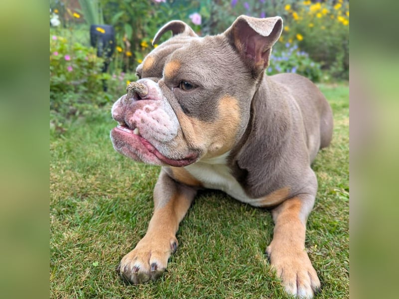 Laila - ist ein gemütlicher Hund