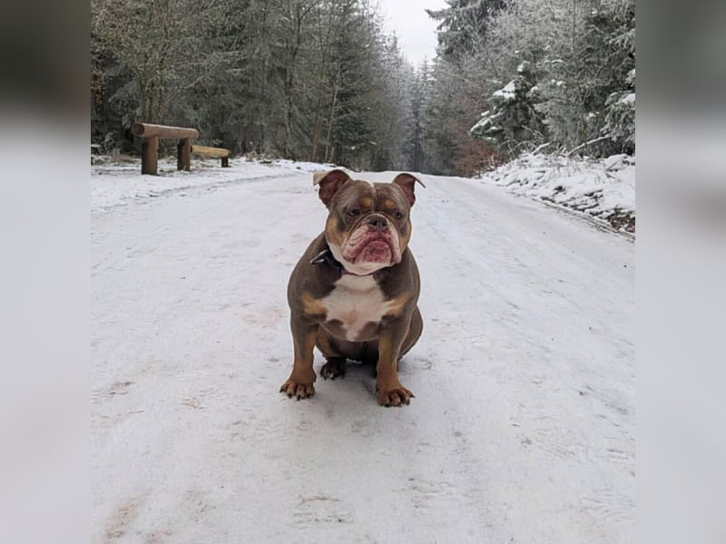 Laila - ist ein gemütlicher Hund