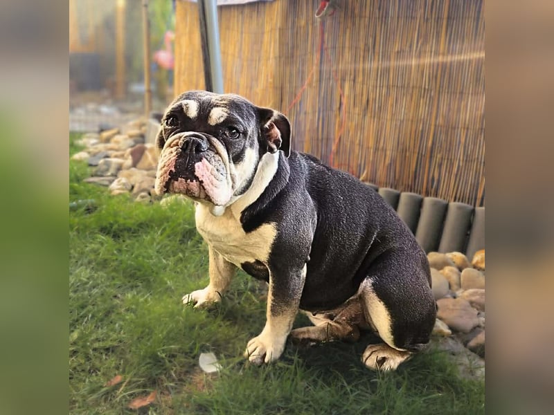 Sally - ist eine Einzelprinzessin