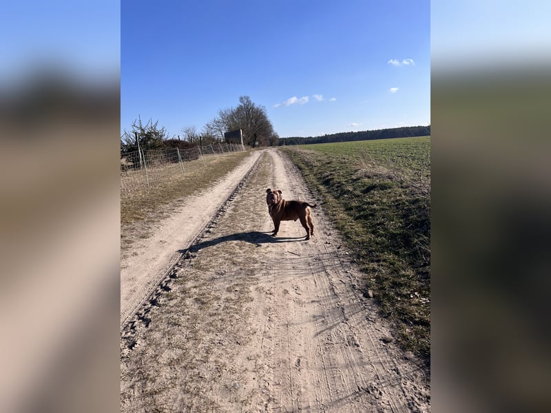Eine old Englische Bulldogge