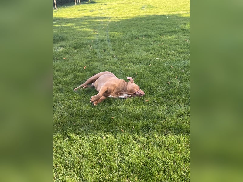 Eine old Englische Bulldogge