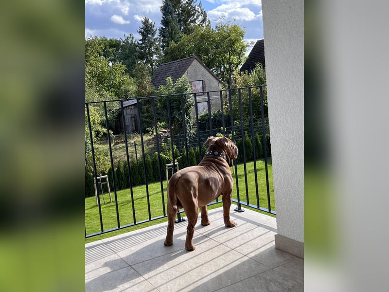 Eine old Englische Bulldogge