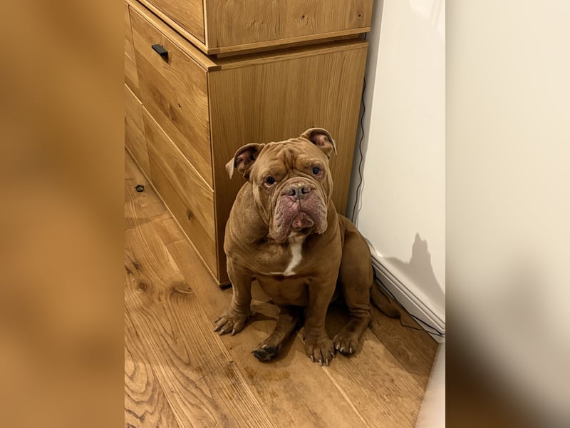 Eine old Englische Bulldogge