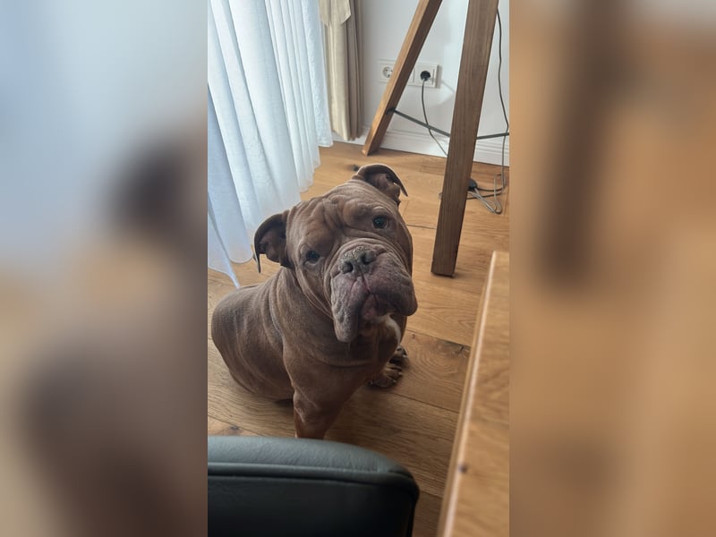 Eine old Englische Bulldogge