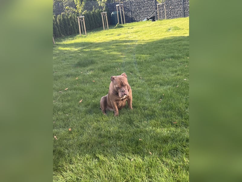 Eine old Englische Bulldogge