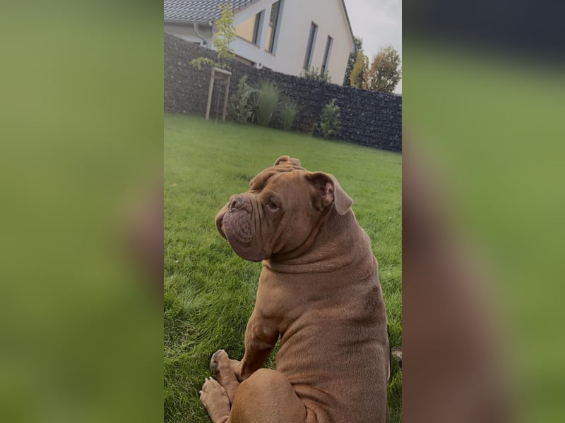 Eine old Englische Bulldogge